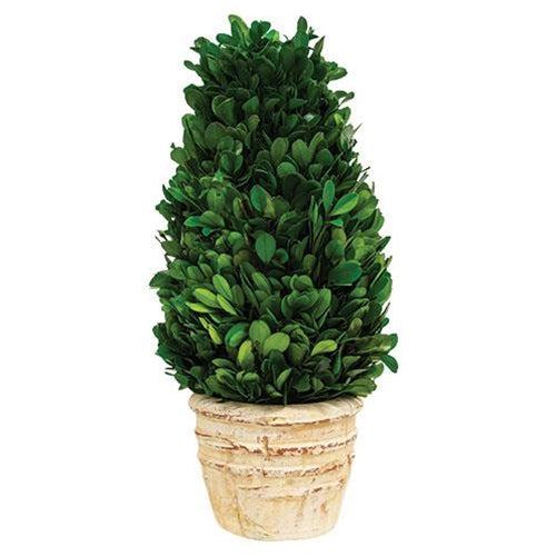 Preserved Boxwood Cone Tree in Distressed Pot, 12" - The Fox Decor