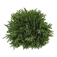 Cypress Orb - The Fox Decor