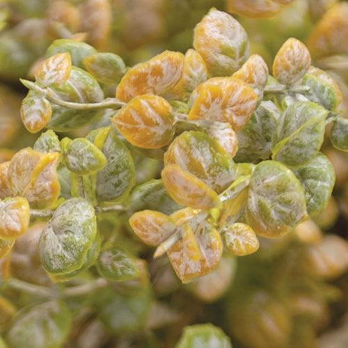 Golden Harvest Leaves Bush 19 - The Fox Decor