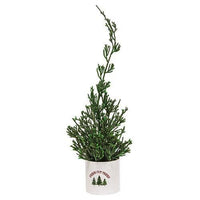 Thumbnail for Mini Cypress Tree in Fresh Cut Trees Pot - The Fox Decor