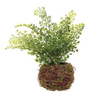 Thumbnail for Nested Maiden Hair Fern - The Fox Decor