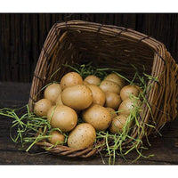 24 Set Mixed Brown Speckled Eggs - The Fox Decor