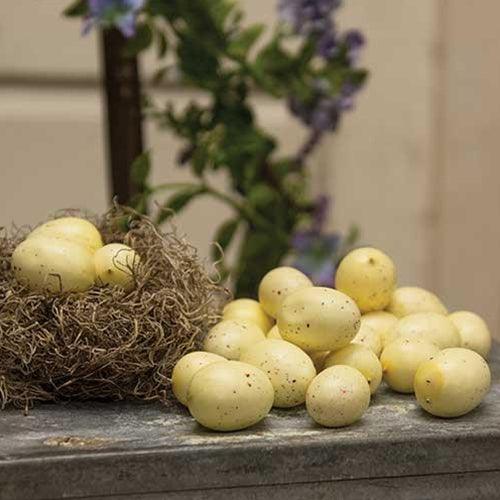 24 Set Cream Speckled Eggs - The Fox Decor