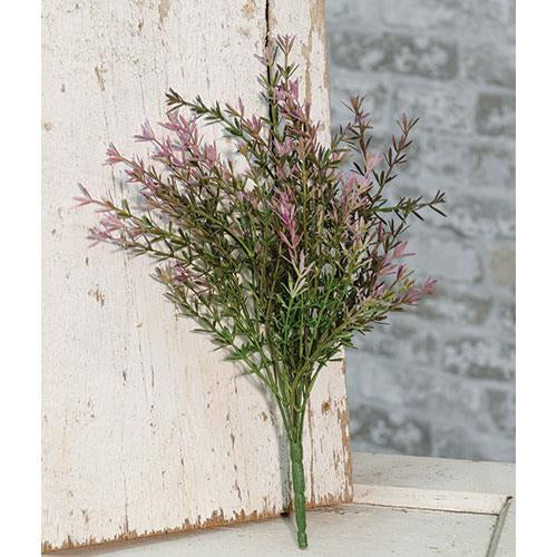 Lavender Asparagus Bush 13