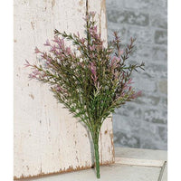 Thumbnail for Lavender Asparagus Bush 13
