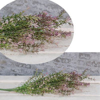 Thumbnail for Lavender Asparagus Bush 23