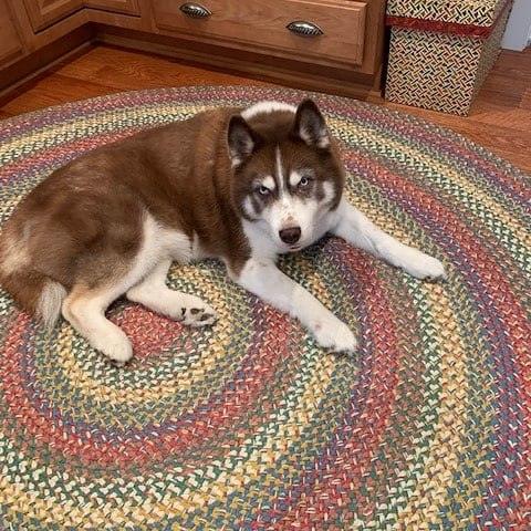 Joseph's Coat 710-JC Braided Rugs - The Fox Decor