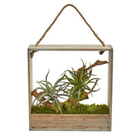 Thumbnail for Air Plant Artificial Succulent In Decorative Hanging Frame - The Fox Decor