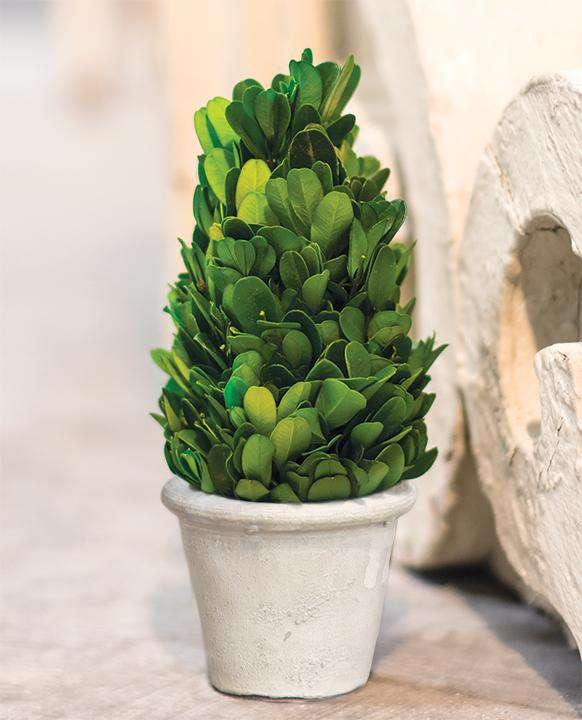 Mini Boxwood Cone Topiary, 6.5"