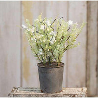Thumbnail for White Lobelia Potted Ornamental Plant