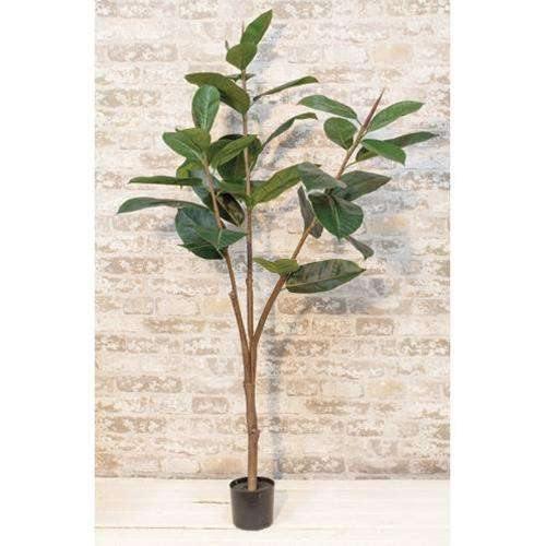 Rubber Tree, 4.5 Ft - The Fox Decor