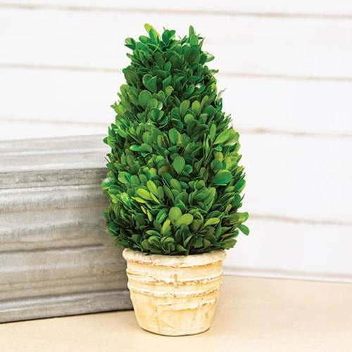 Preserved Boxwood Cone Tree in Distressed Pot, 12"