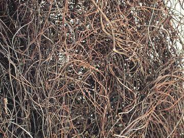 Angel Hair Vine