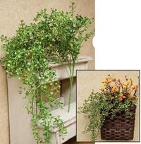 Thumbnail for Hanging Baby's Grass Bush - The Fox Decor