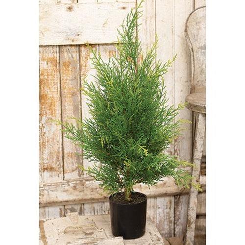Potted McKinley Cedar Tree, 2Ft - The Fox Decor