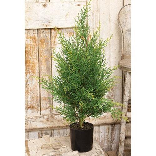 Potted McKinley Cedar Tree, 2Ft