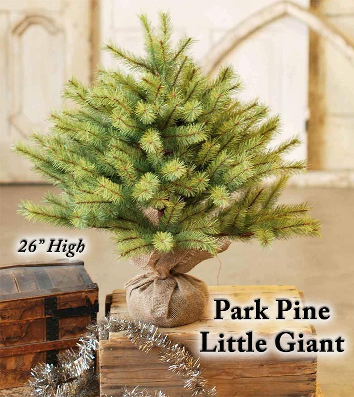 Park Pine Little Giant Tree, 26"