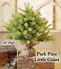 Thumbnail for Park Pine Little Giant Tree, 26