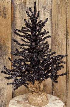 '+Black Pine Tree, 2 ft. Pine CWI+ 