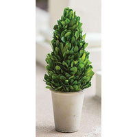 Thumbnail for Boxwood Cone Topiary, 11