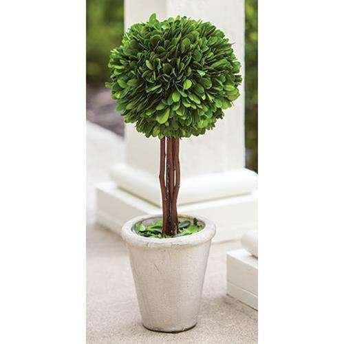 Boxwood Topiary, 16" Greenery CWI+ 