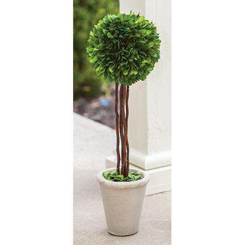 Boxwood Topiary, 20" Greenery CWI+ 