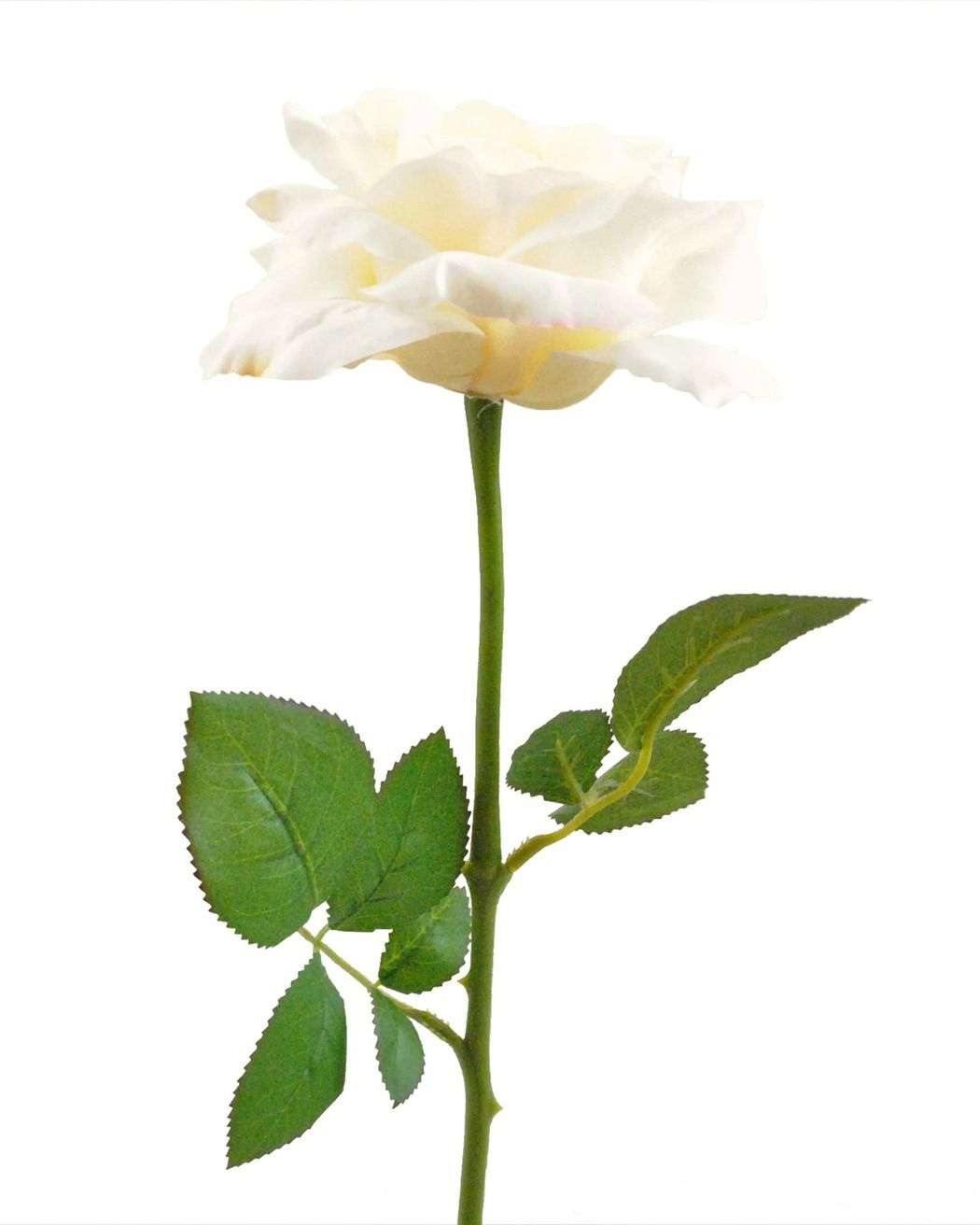 Flower Open Rose Cream S/6 - The Fox Decor