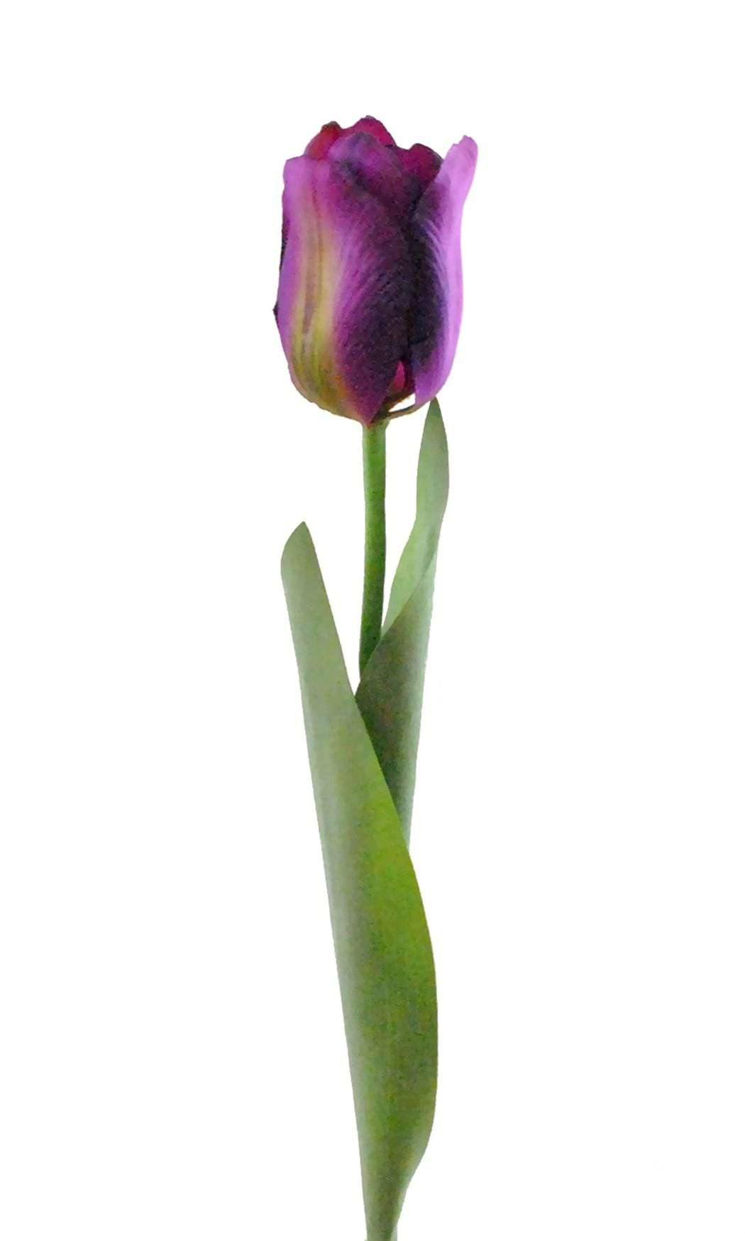 Flower Tulip Purple S/4 - The Fox Decor