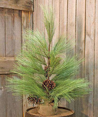 Thumbnail for Long Needle Pine Tree, 30