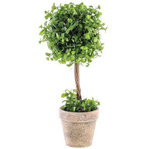 Maiden Hair Fern Topiary, 14" Greenery CWI+ 