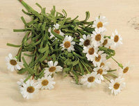 Thumbnail for Mini Mountain Daisy Bush, Cream - The Fox Decor