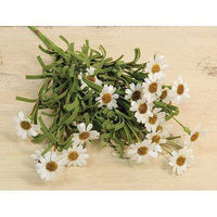 Thumbnail for Mini Mountain Daisy Bush, Cream - The Fox Decor