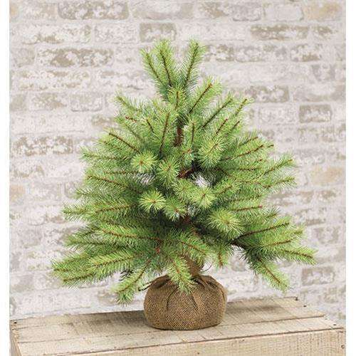Park Pine Little Giant Tree, 21" General CWI+ 