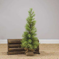 Thumbnail for Slim Long Needle Pine Tree, 3 Ft Pine CWI+ 
